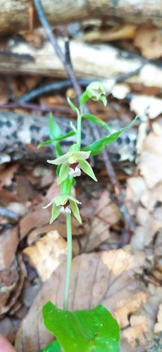 Image of Epipactis persica by no rights reserved