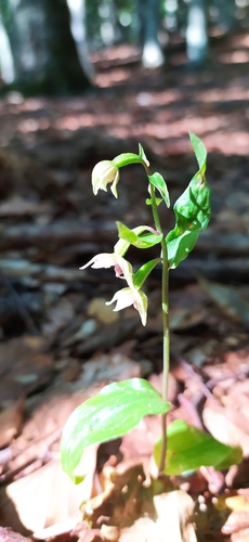 Image of Epipactis persica by no rights reserved