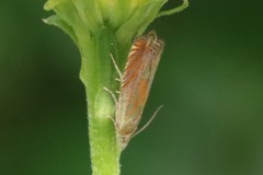 Lathronympha strigana