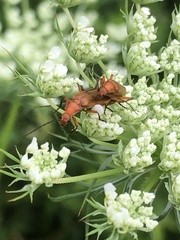Rhagonycha fulva