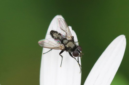 Pouting Woodlouse-fly, Wageningen, Nederland, photo 5 of 10