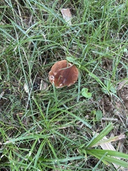 Tylopilus variobrunneus