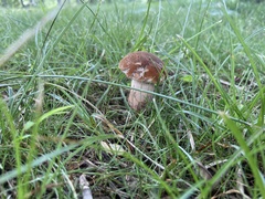 Tylopilus variobrunneus