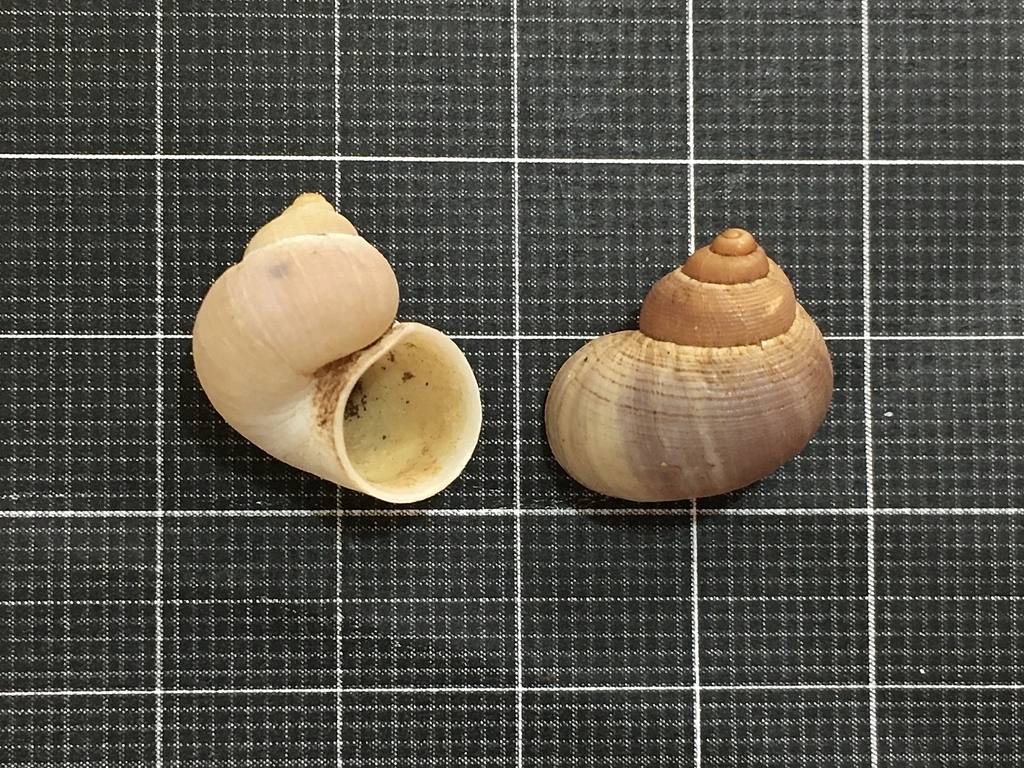 Pomatias glaucus