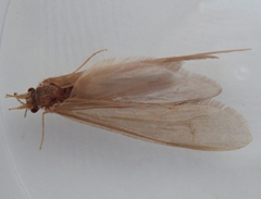 Oecetis ochracea