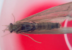 Oecetis ochracea