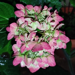 Hydrangea macrophylla