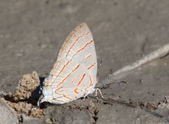Hemiolaus caeculus caeculus