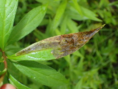 Nemorimyza posticata