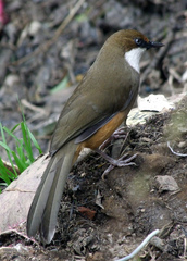 Pterorhinus albogularis