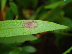 Photo of Asteromyia modesta gall on Doellingeria leaf