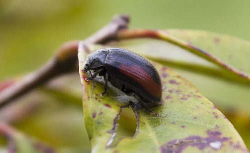 Artematopodidae