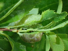 Dasineura salicifoliae