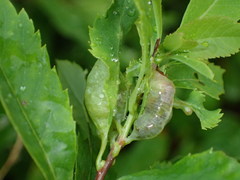 Dasineura salicifoliae