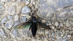 Microstylum oberthurii