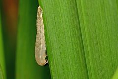 Rhadinoceraea micans