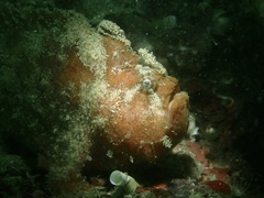 Abantennarius nummifer