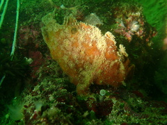 Abantennarius nummifer