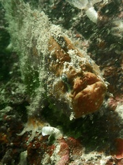 Abantennarius nummifer