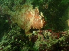 Abantennarius nummifer