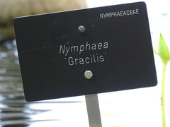 Nymphaea gracilis