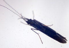 Athripsodes bilineatus