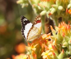 Colotis celimene amina