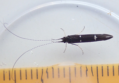 Athripsodes bilineatus