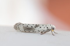 Yponomeuta irrorellus