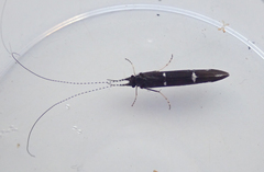 Athripsodes bilineatus