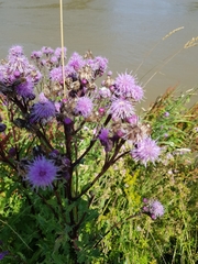 Cirsium arvense