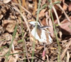 Colotis euippe mediata