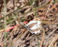 Colotis euippe mediata