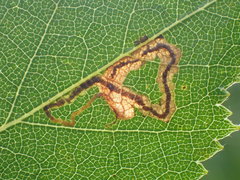 Stigmella lapponica