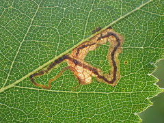 Stigmella lapponica