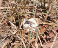 Colotis euippe mediata