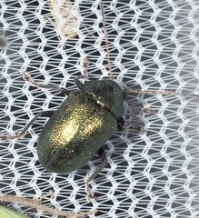 Colaspis favosa