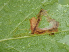 Stigmella lapponica