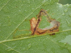 Stigmella lapponica