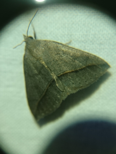 Yellow-lined Chocolate Moth photo 5