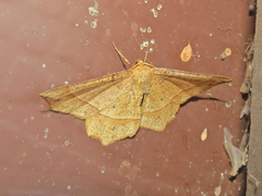 Euchlaena tigrinaria