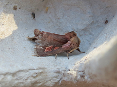 Bellura densa