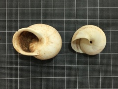Levantina spiriplana