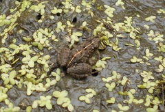 Pseudopaludicola pusilla