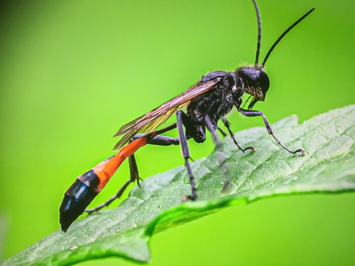 Red-belted Sand Wasp