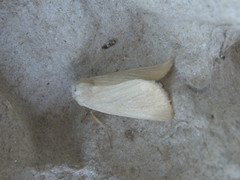 Arenostola phragmitidis