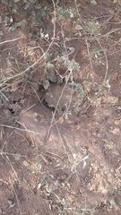 Chelonoidis chilensis