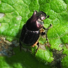 Onthophagus orpheus