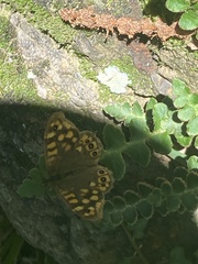 Pararge aegeria
