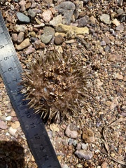 Strongylocentrotus intermedius